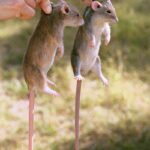 Психология крысы и человека — что у них общее?
